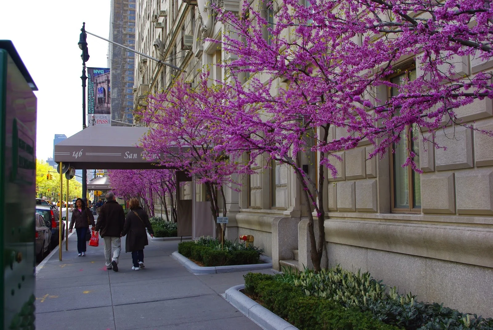Redbuds flowering in NYC