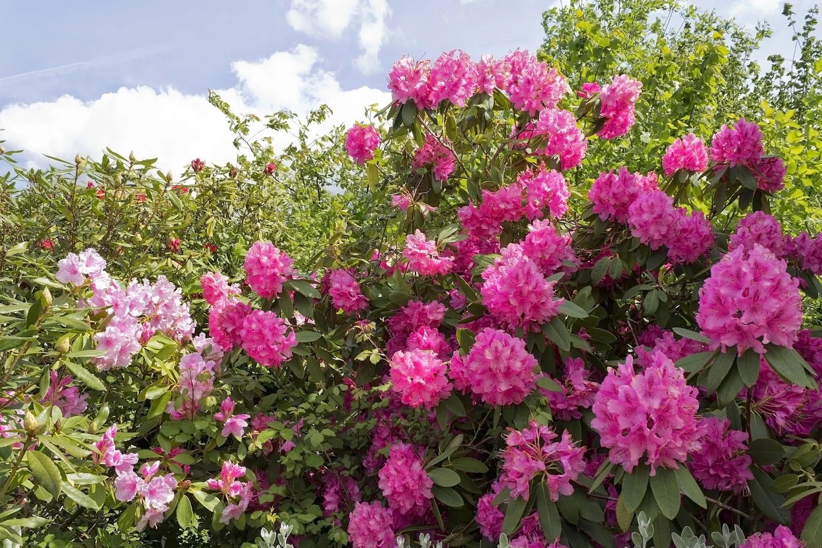 To PRUNE, or not to PRUNE, that is the Question