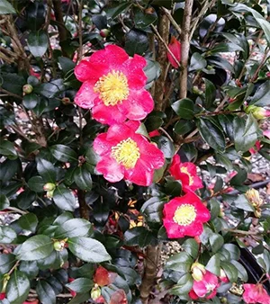 Camellia sasanqua 'Yuletide