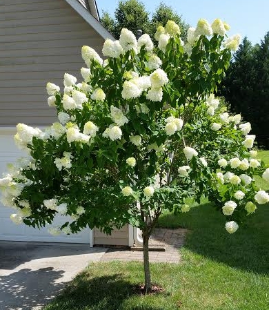limelight paniculata panicle shrub olbrzymie pienna kwiaty hortensja