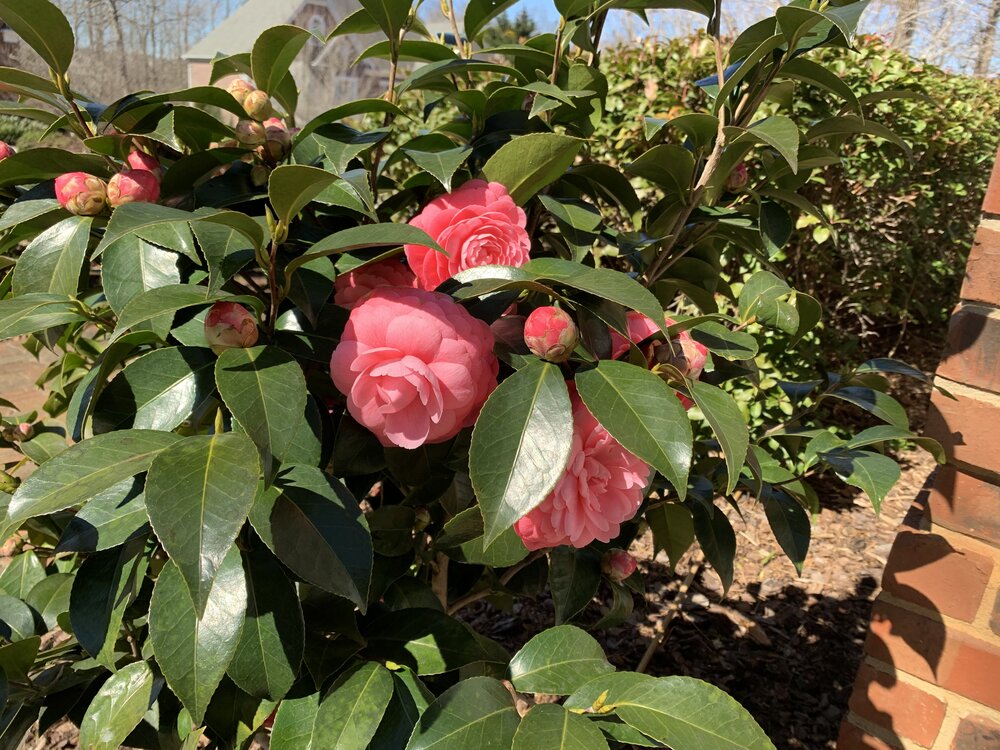 Camellias 2.JPG