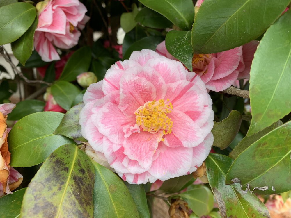 Camellias 3.jpg