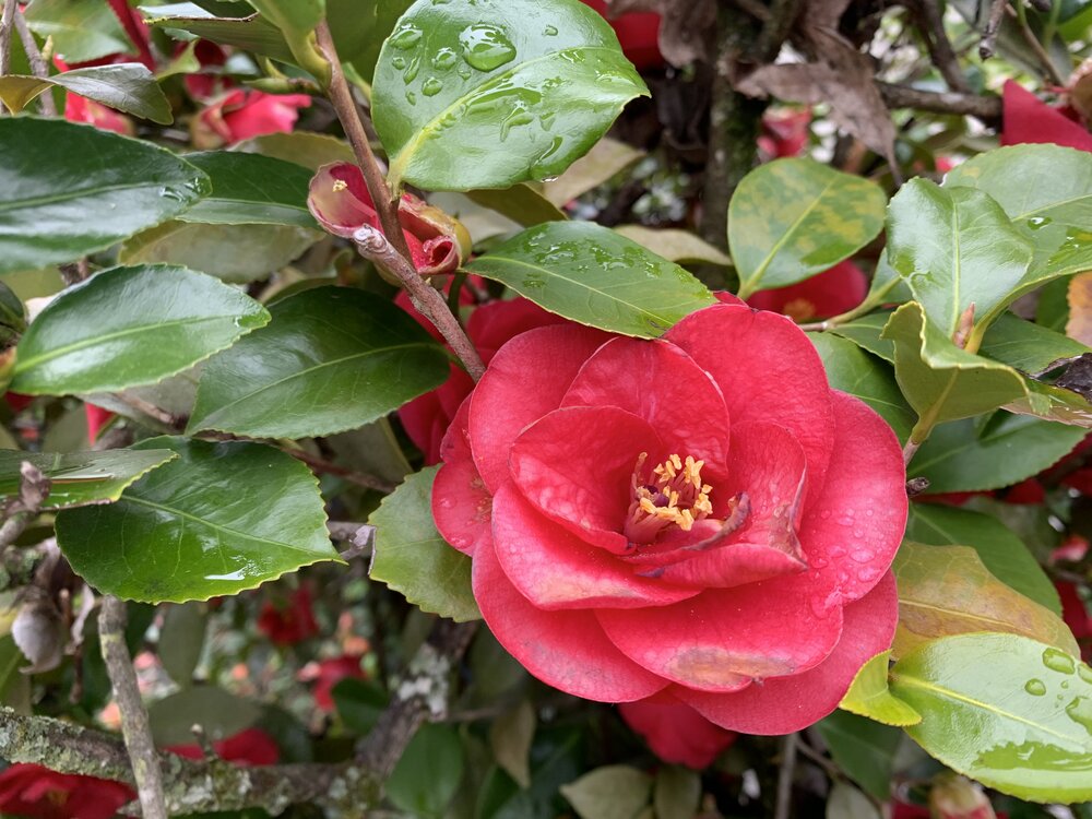 Camellias4.jpg
