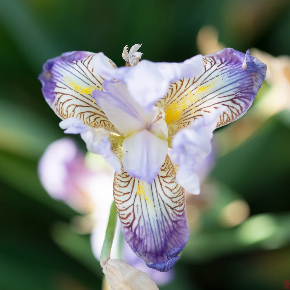 Orchid in the cementary on the hill over Abraham's Pool, Urfa