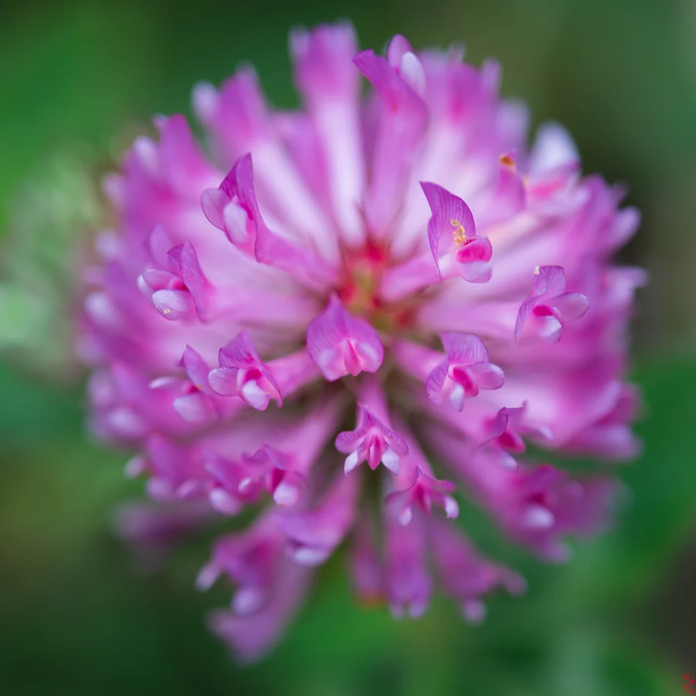 Wild flower, Trabzon, Turkey