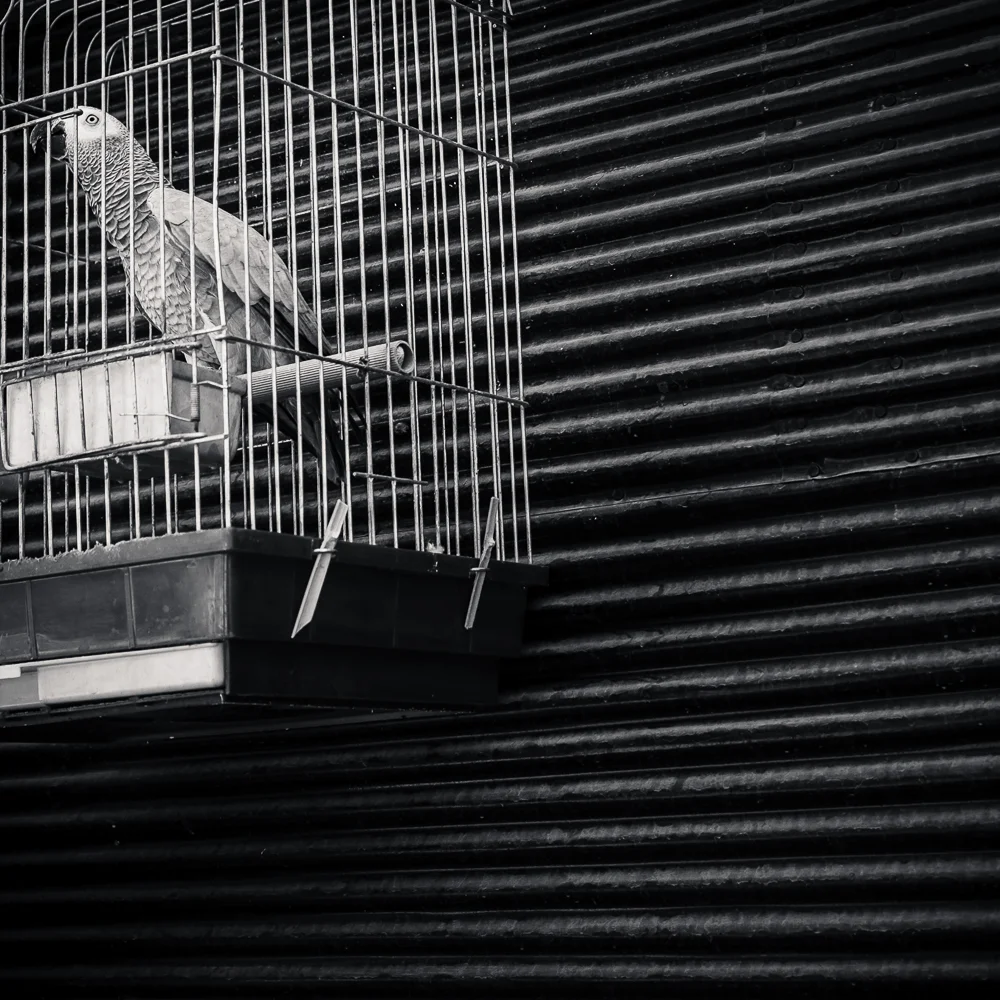Parrot, Antakya, Turkey