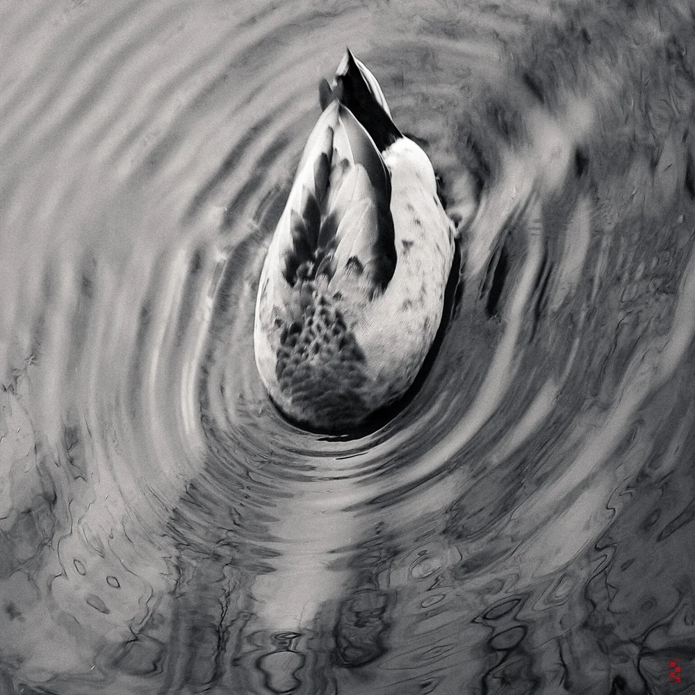 Ducky abstract II