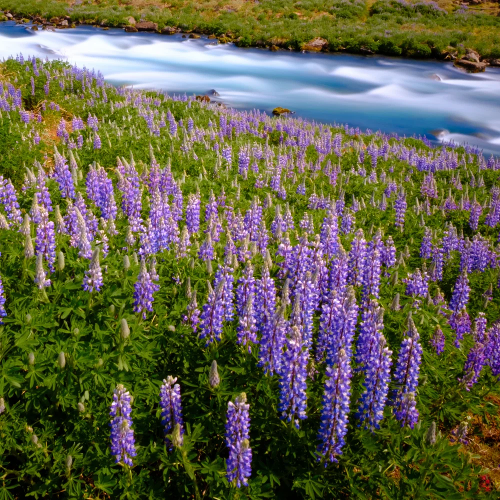 Near Geyser