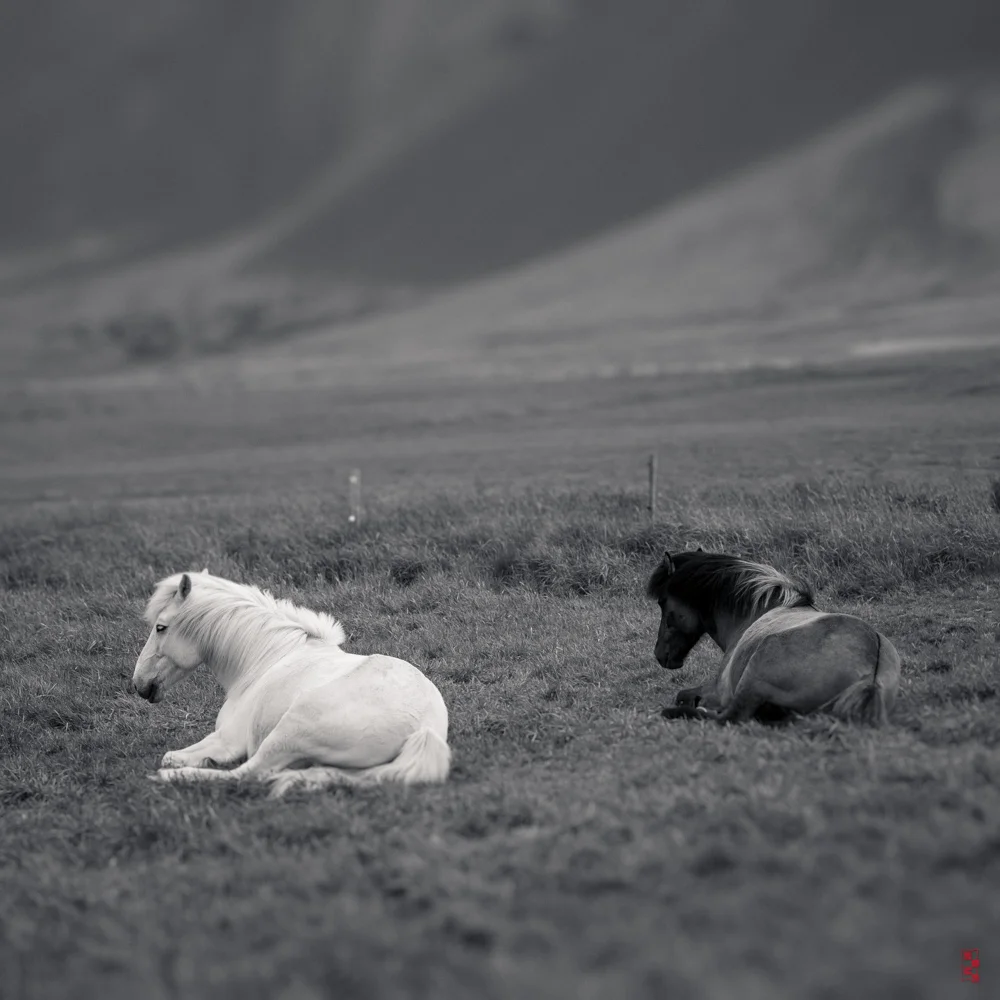Icelandic horses