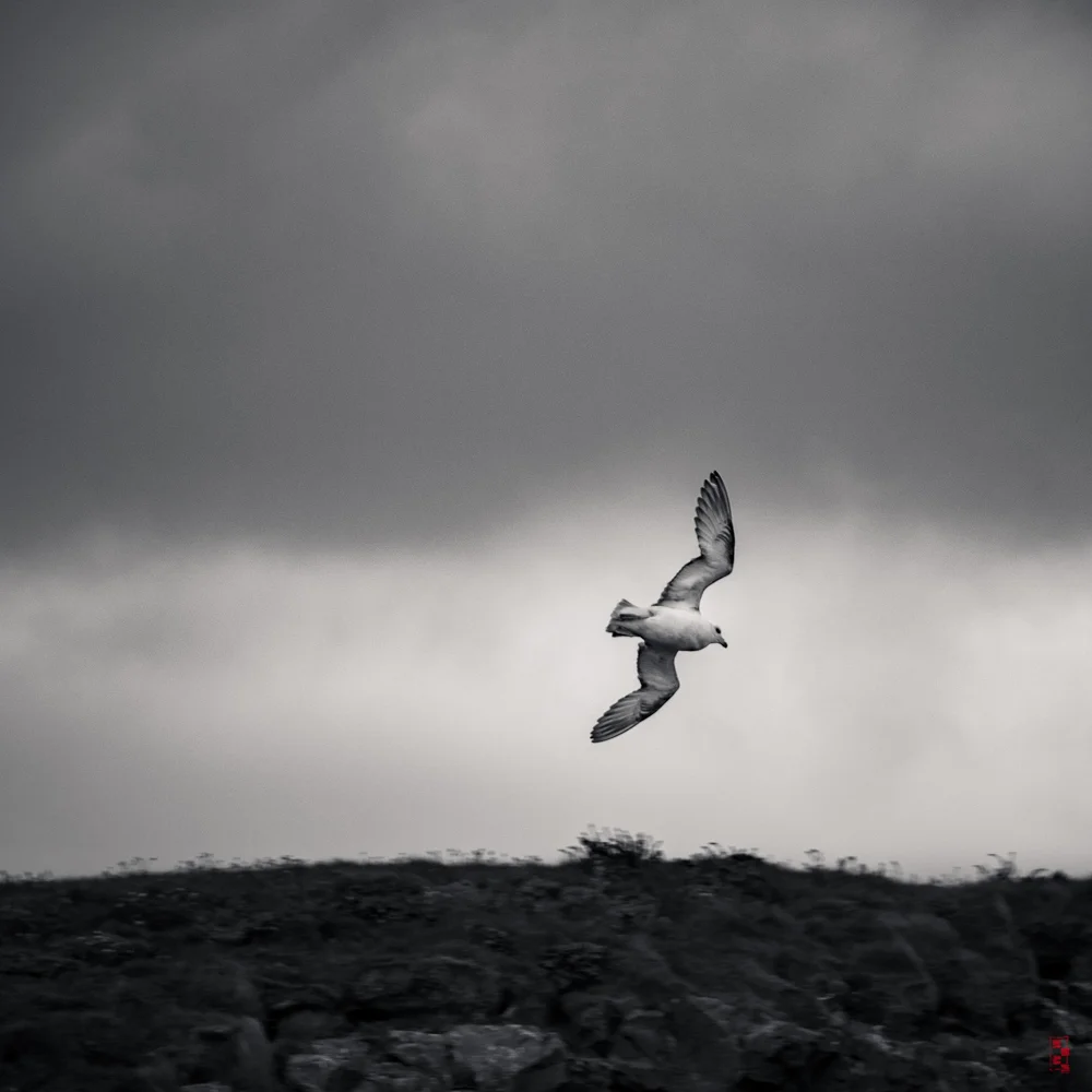 Bird over Reynisfjara