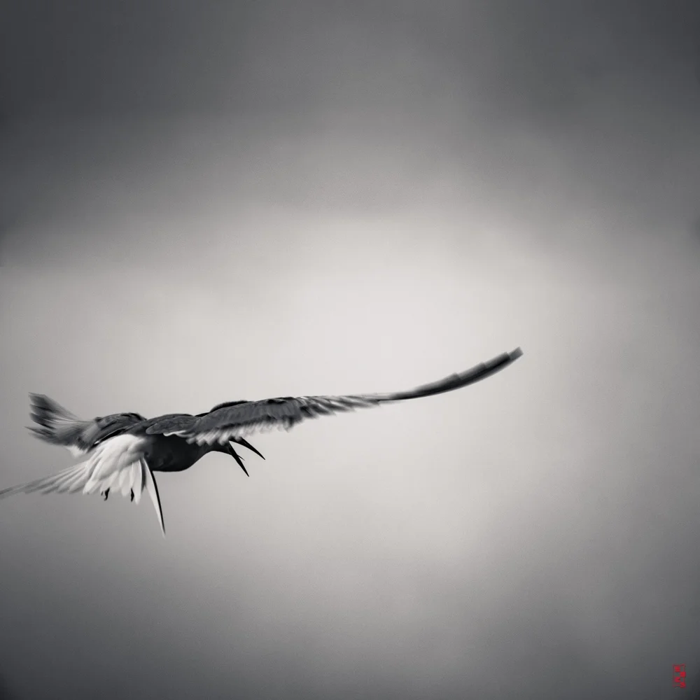 Tern