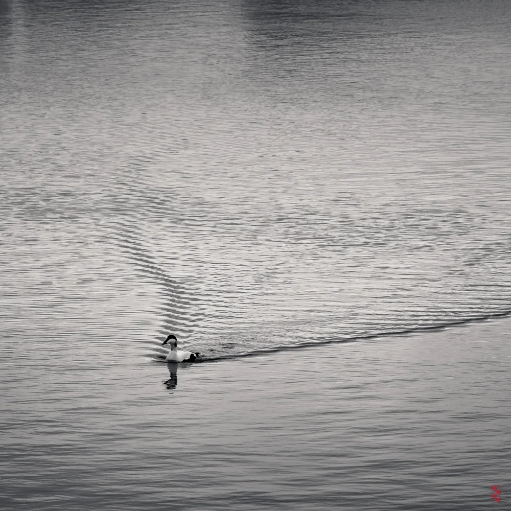 Eiderduck