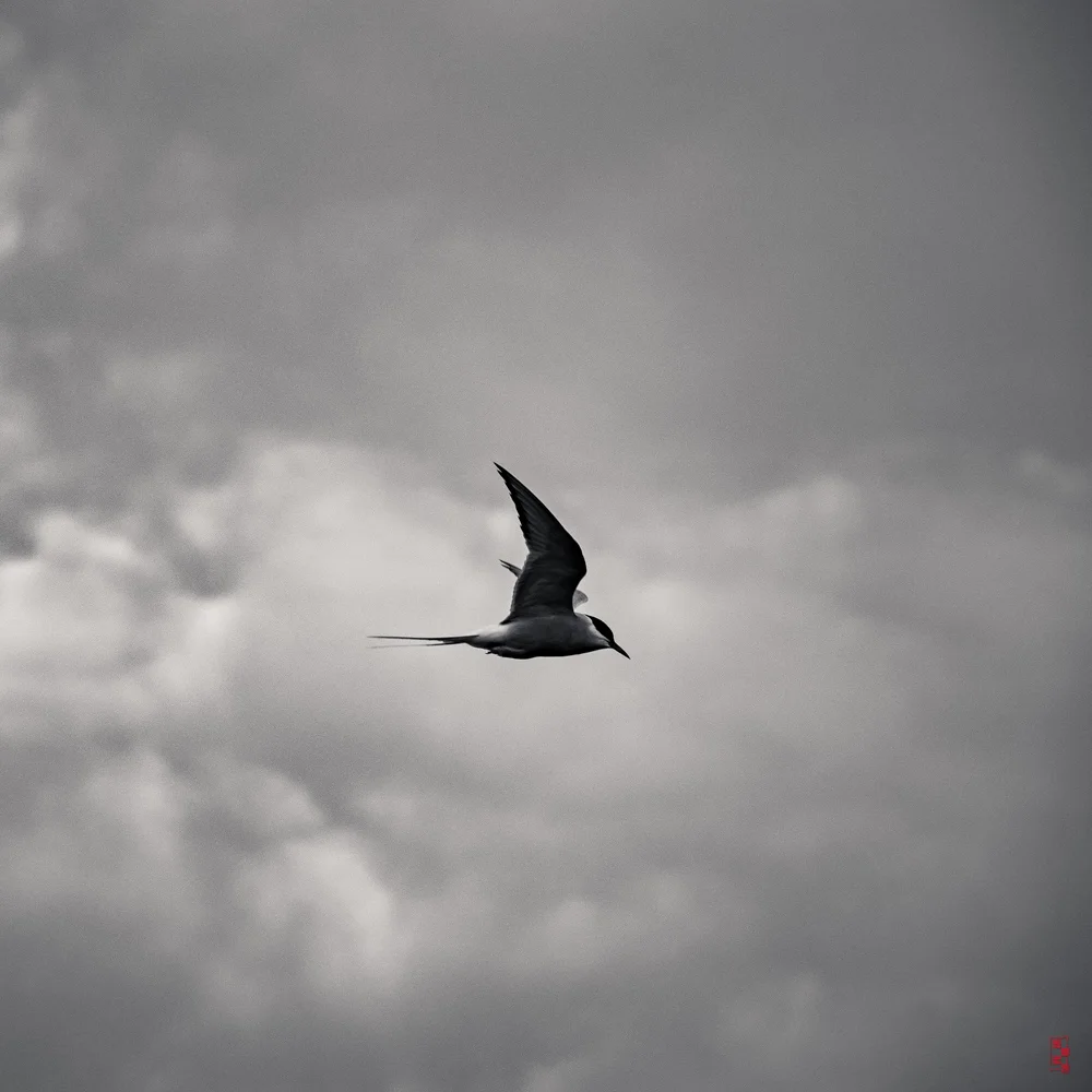 Tern