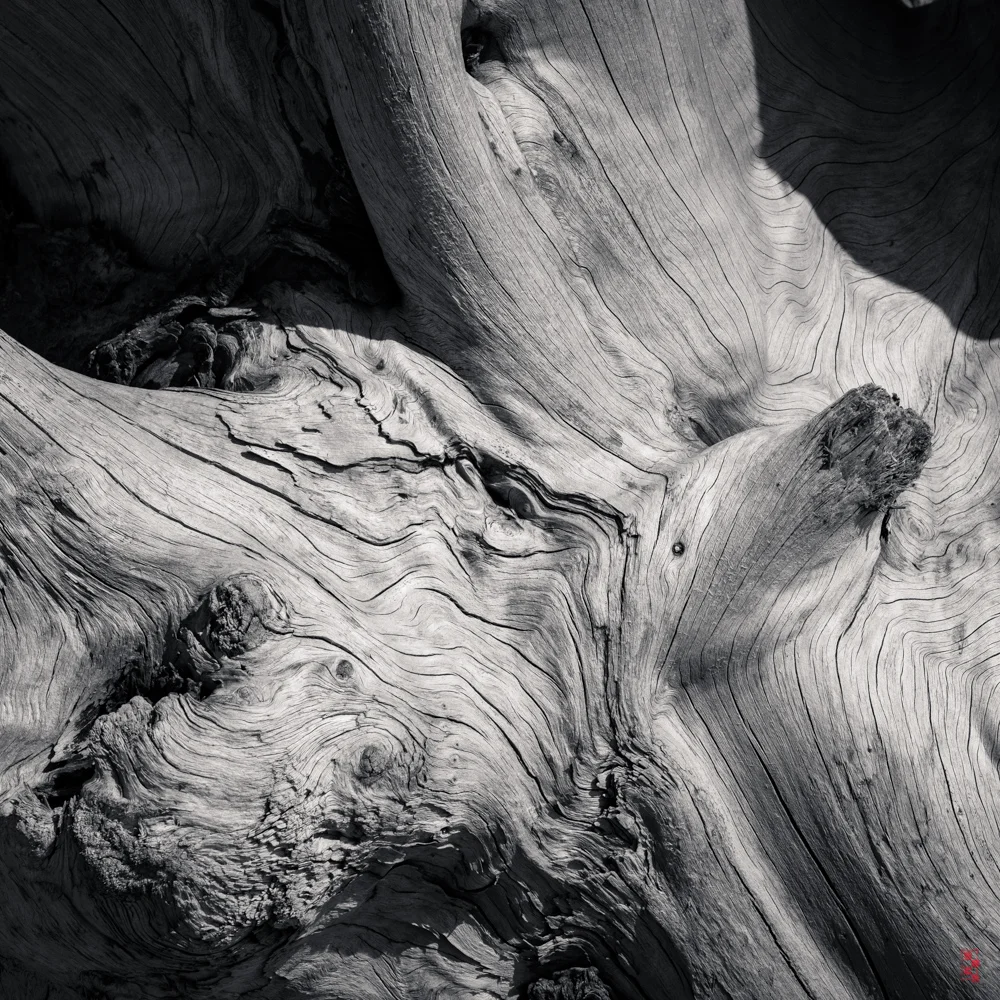 Driftwood