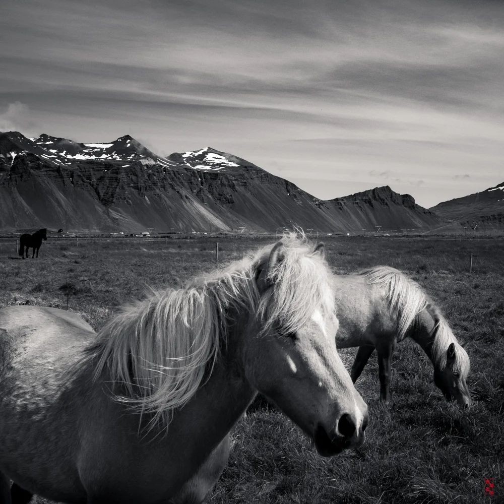 Icelandic Horses