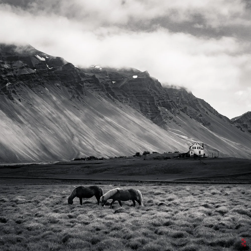 Icelandic Horses