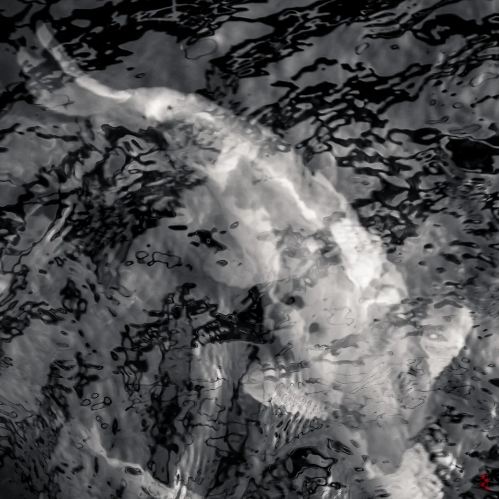 Koi pond, Antwerp.