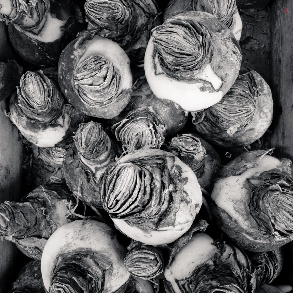  Bulbs at the Bloemenmarkt, Amsterdam. 