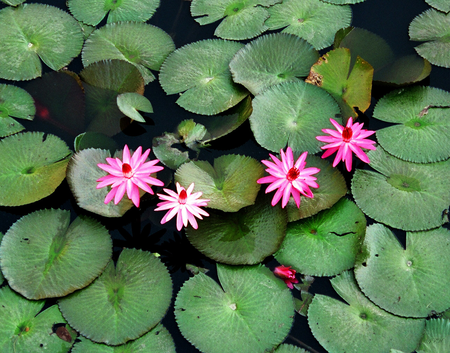 Lilies Hotel Aguas Claras