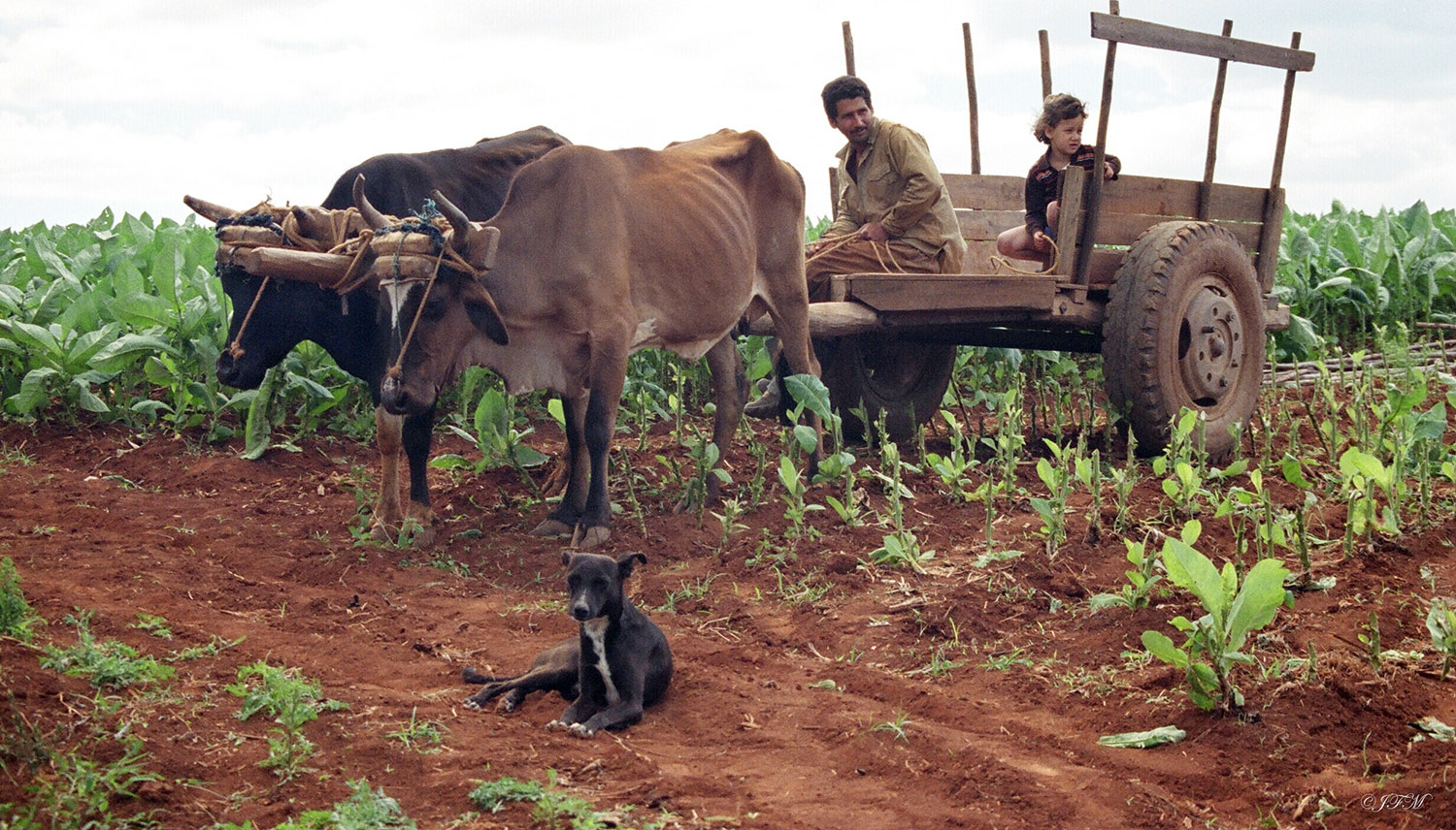 Working the Tobacco fields