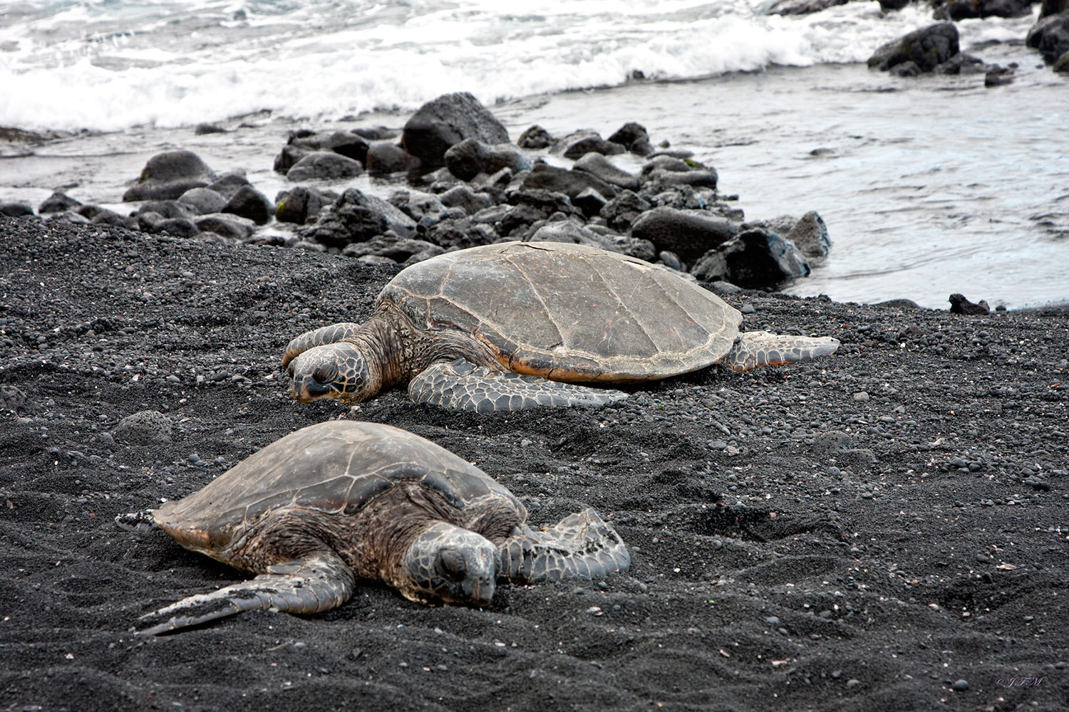 Black Sand Beach Honu