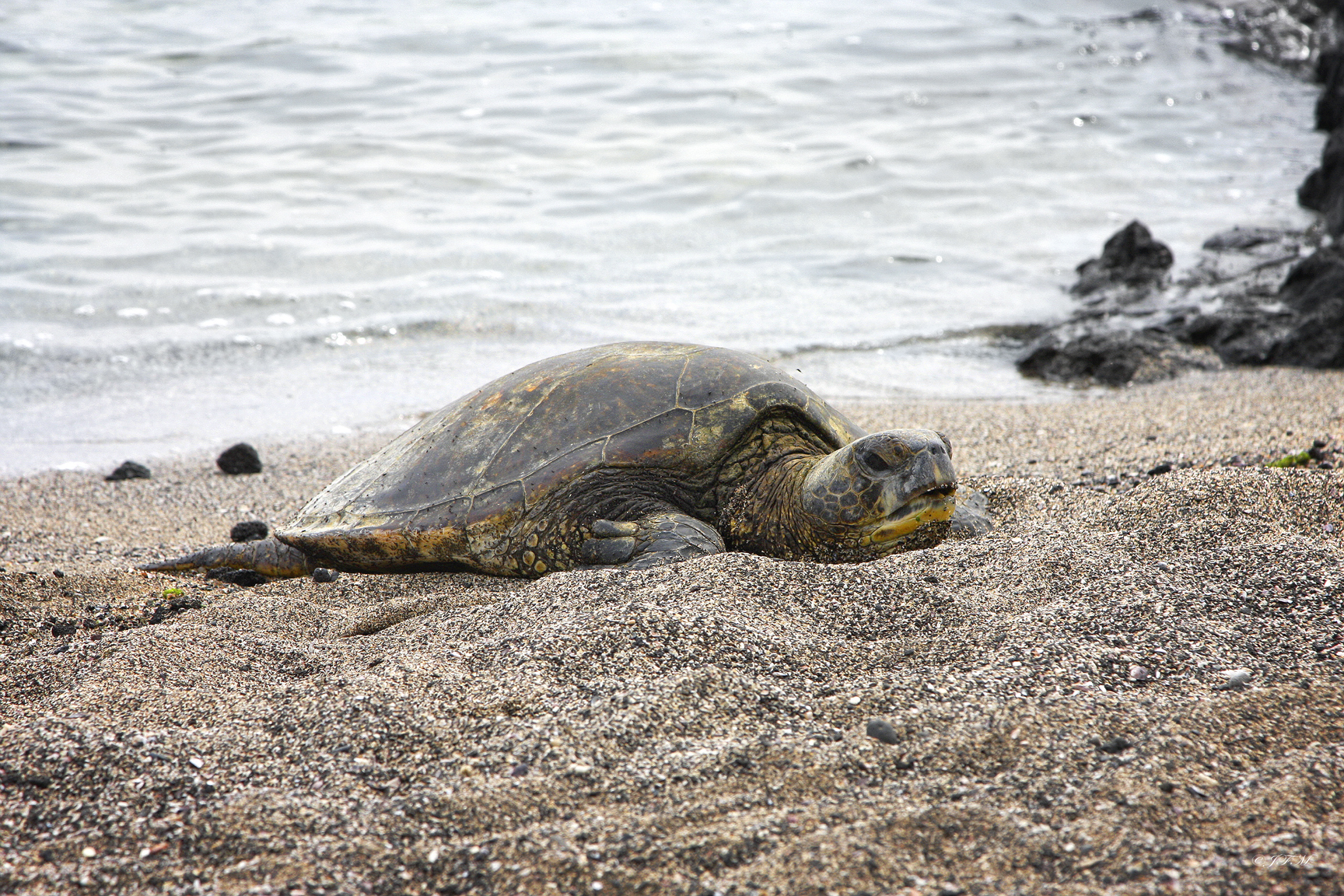 Honu
