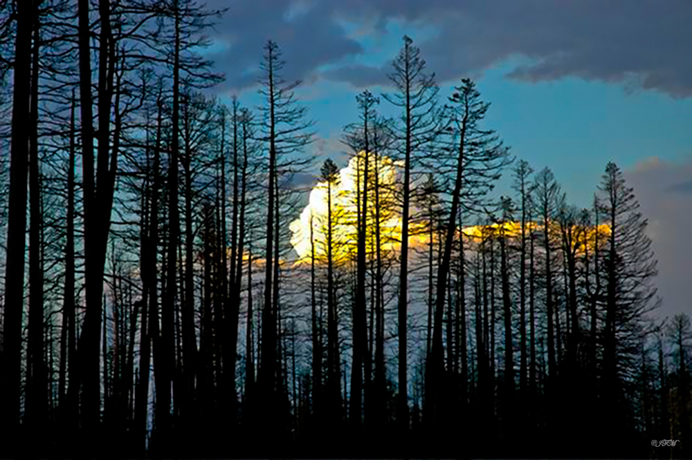 Charred Trunks