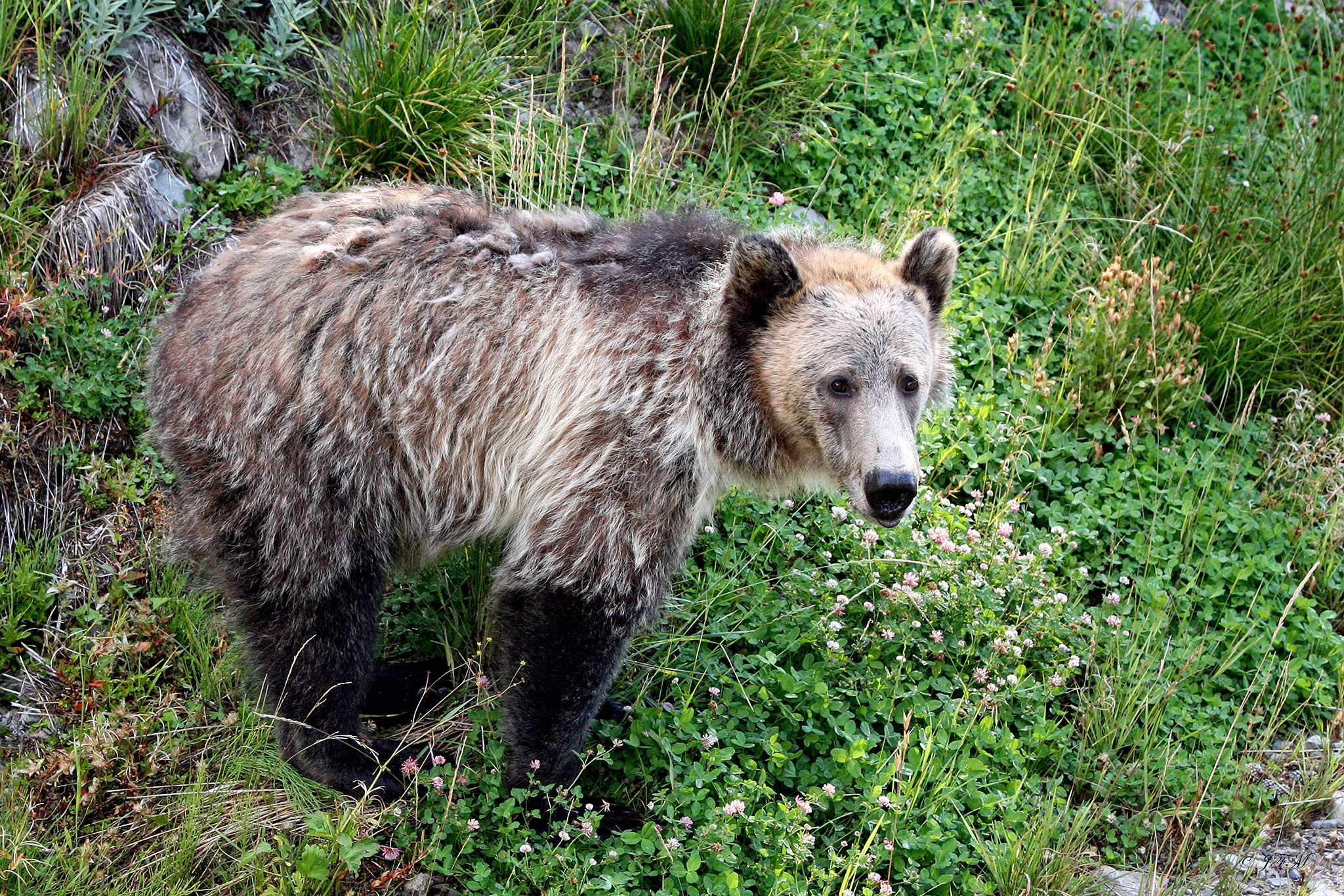 Grizzly Cub