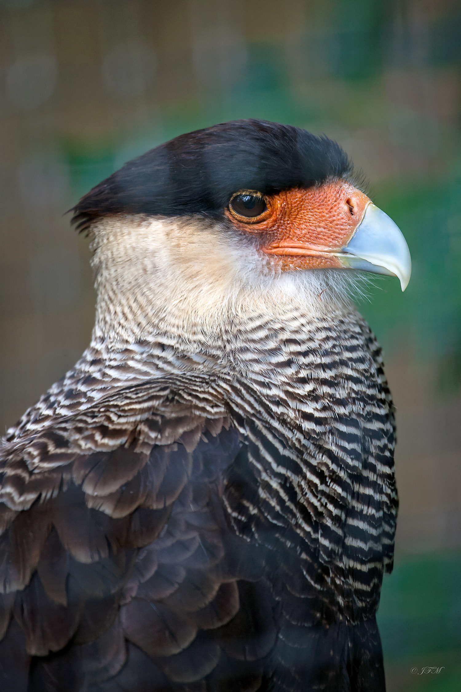 Northern Crested Caracara