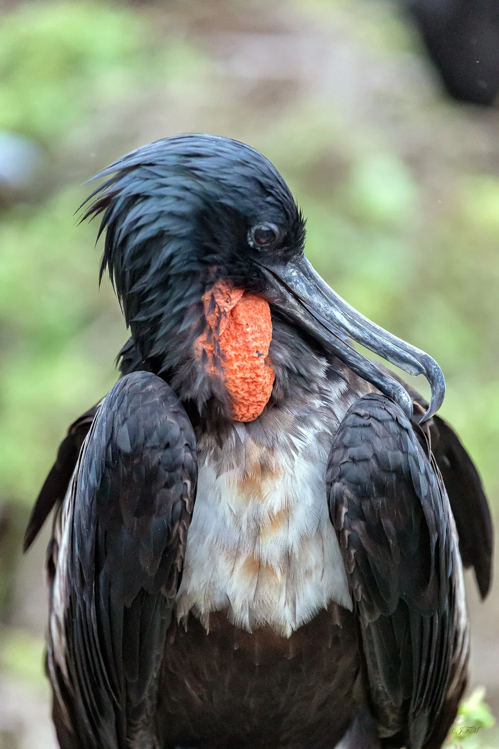 Genovesa Island Deflated Red Sac Male Magnificent Frigatebird #4