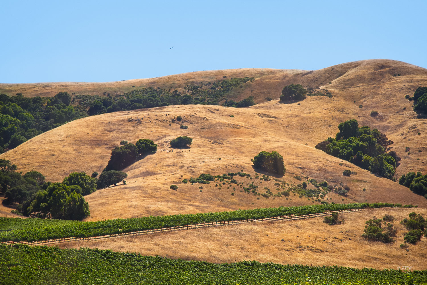 Golden Hills San Francisco