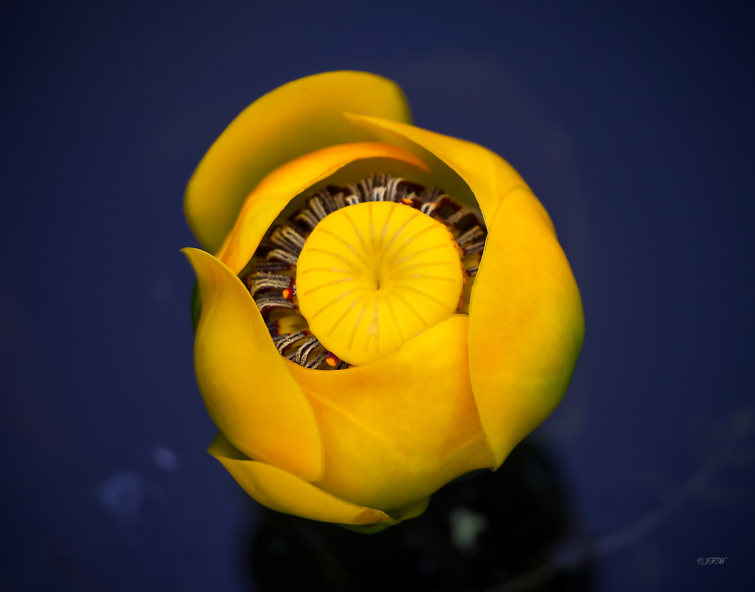 Yellow Pond Lily