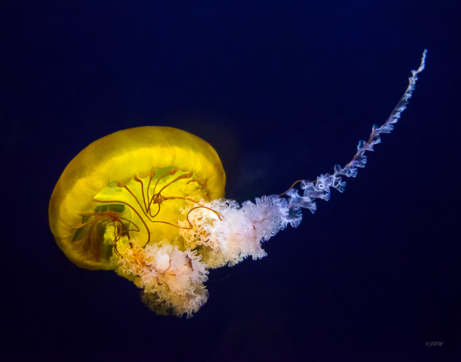 Japanese Sea Nettle