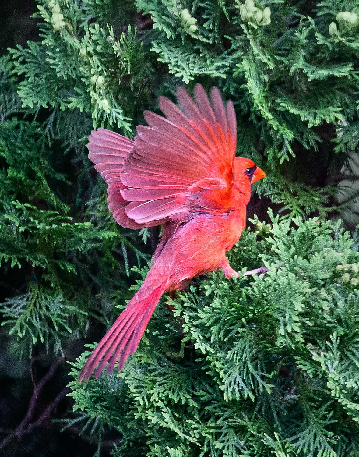 Take Flight #3