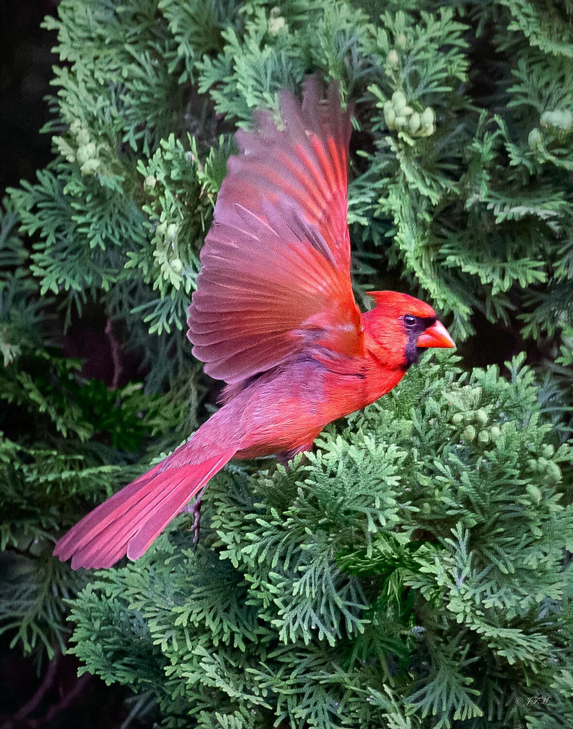 Take Flight #4