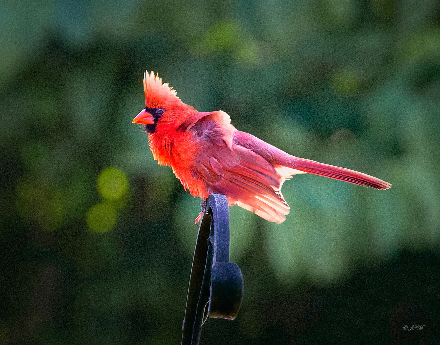 Ready to Fly