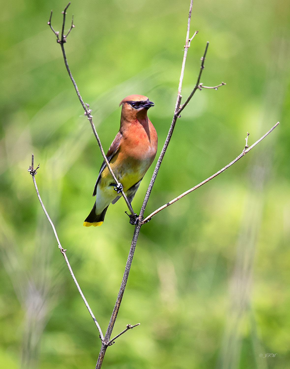 Cedar Waxwing