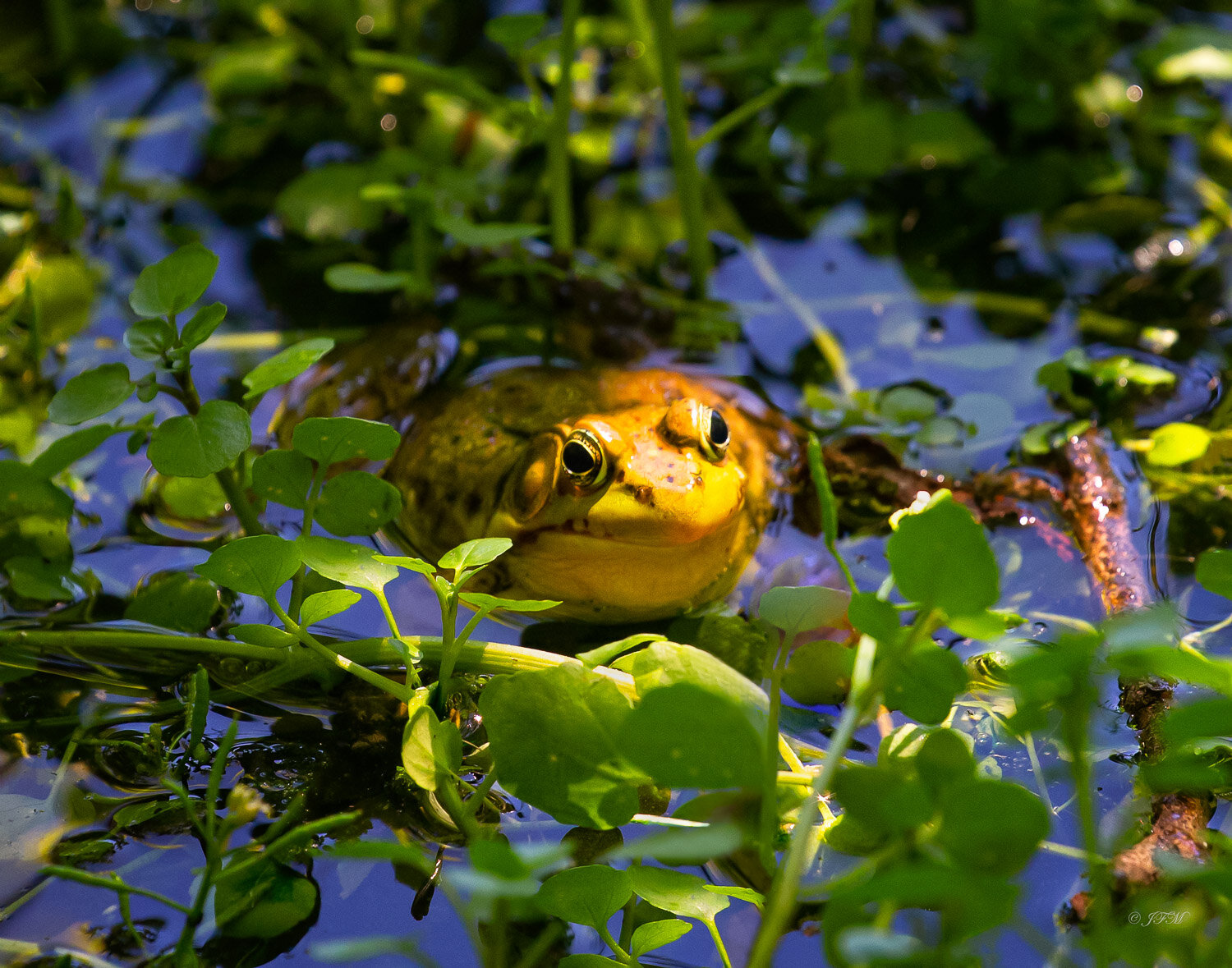 Ranid - True Frog