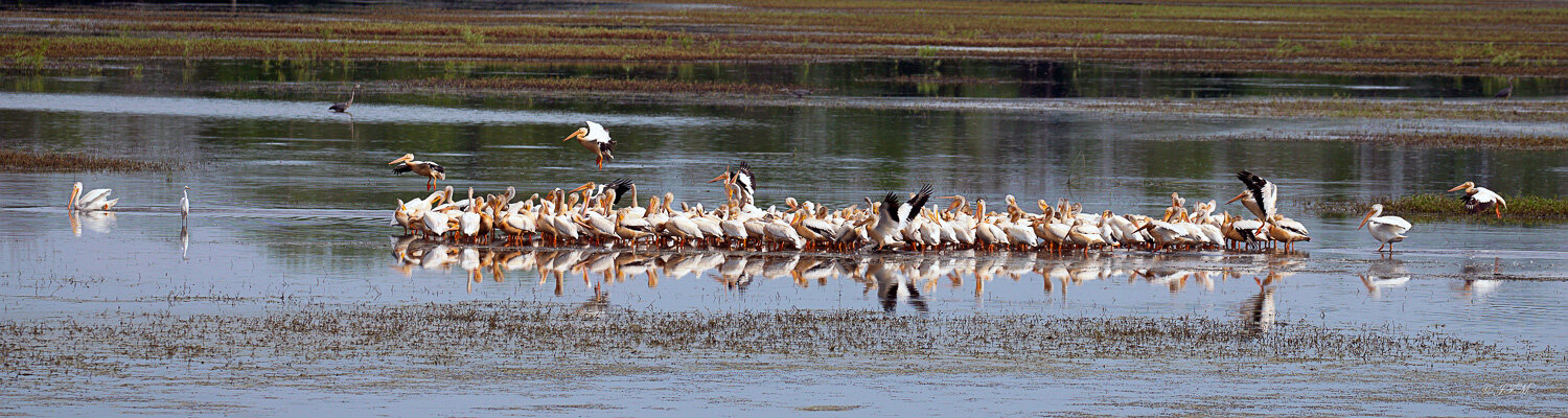American White Pelicans #1