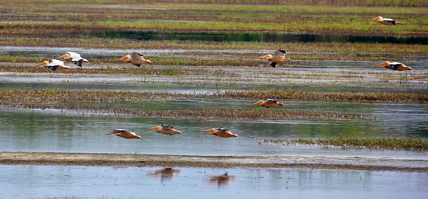 American White Pelicans #2
