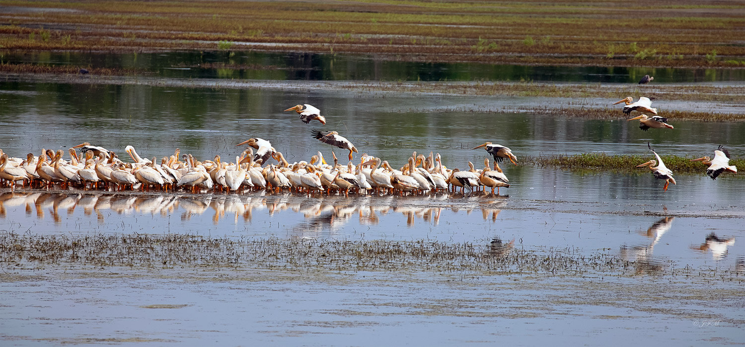American White Pelicans #3