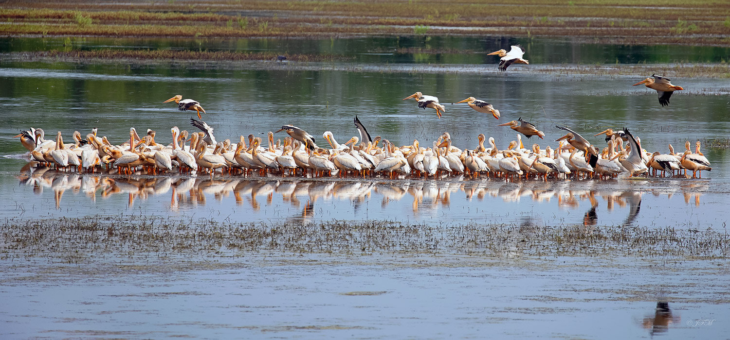 American White Pelicans #4