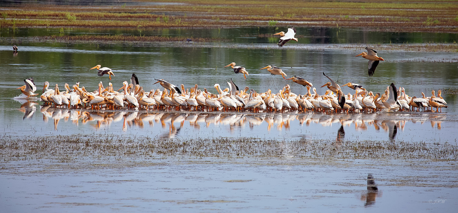 American White Pelicans #5