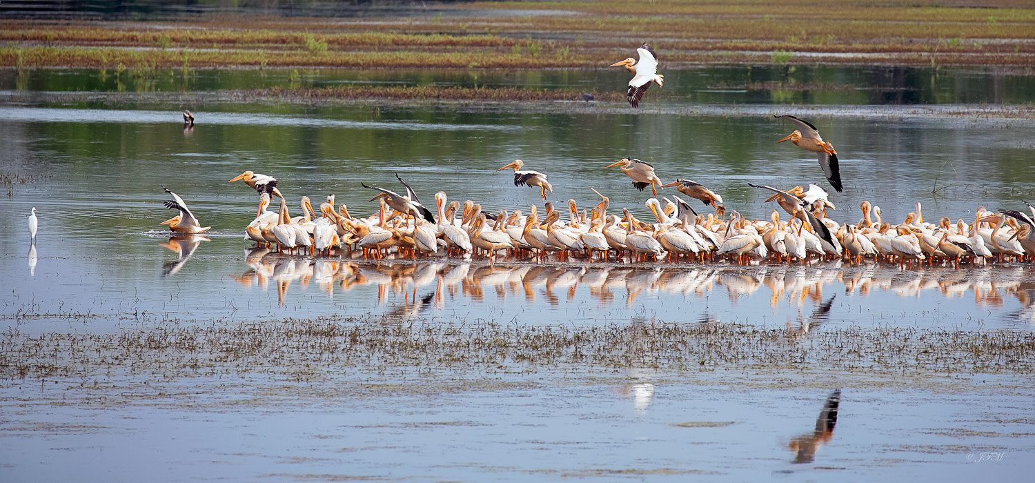 American White Pelicans #6