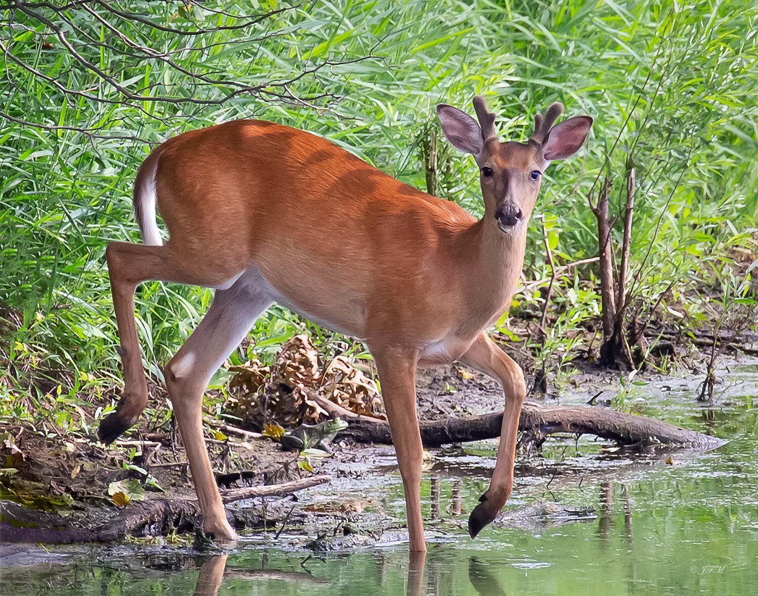 White Tailed Deer Buck