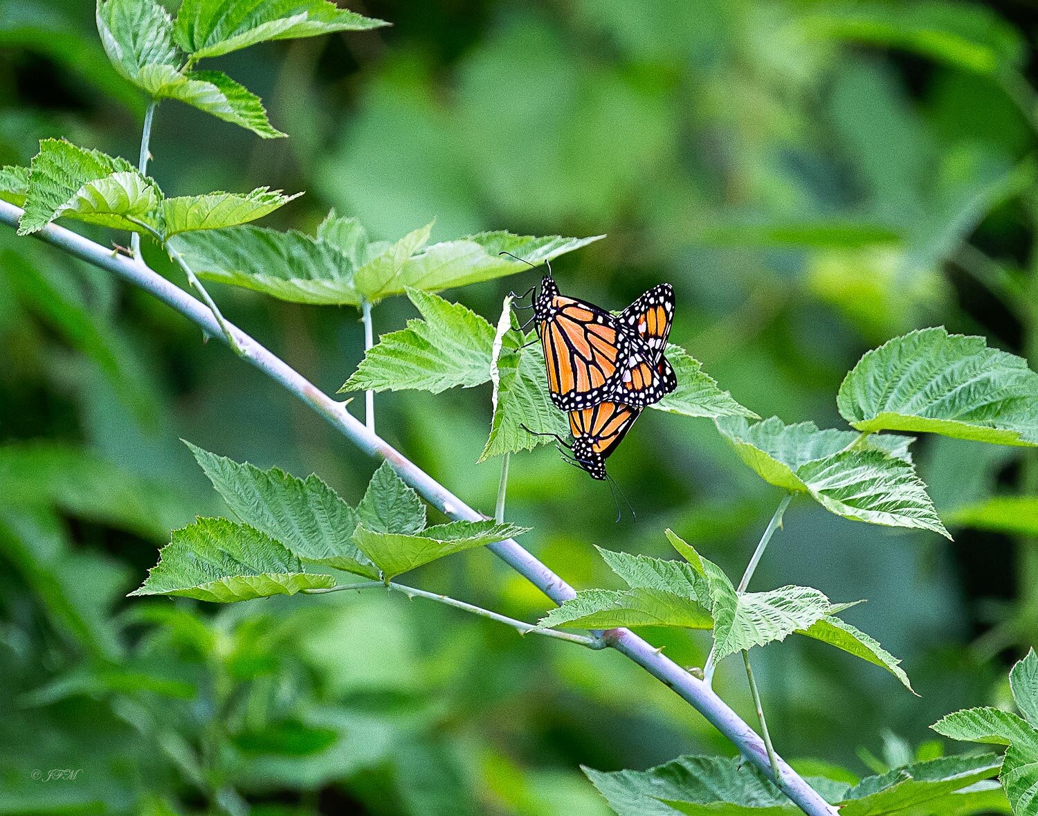 Monarch Butterflies Mating