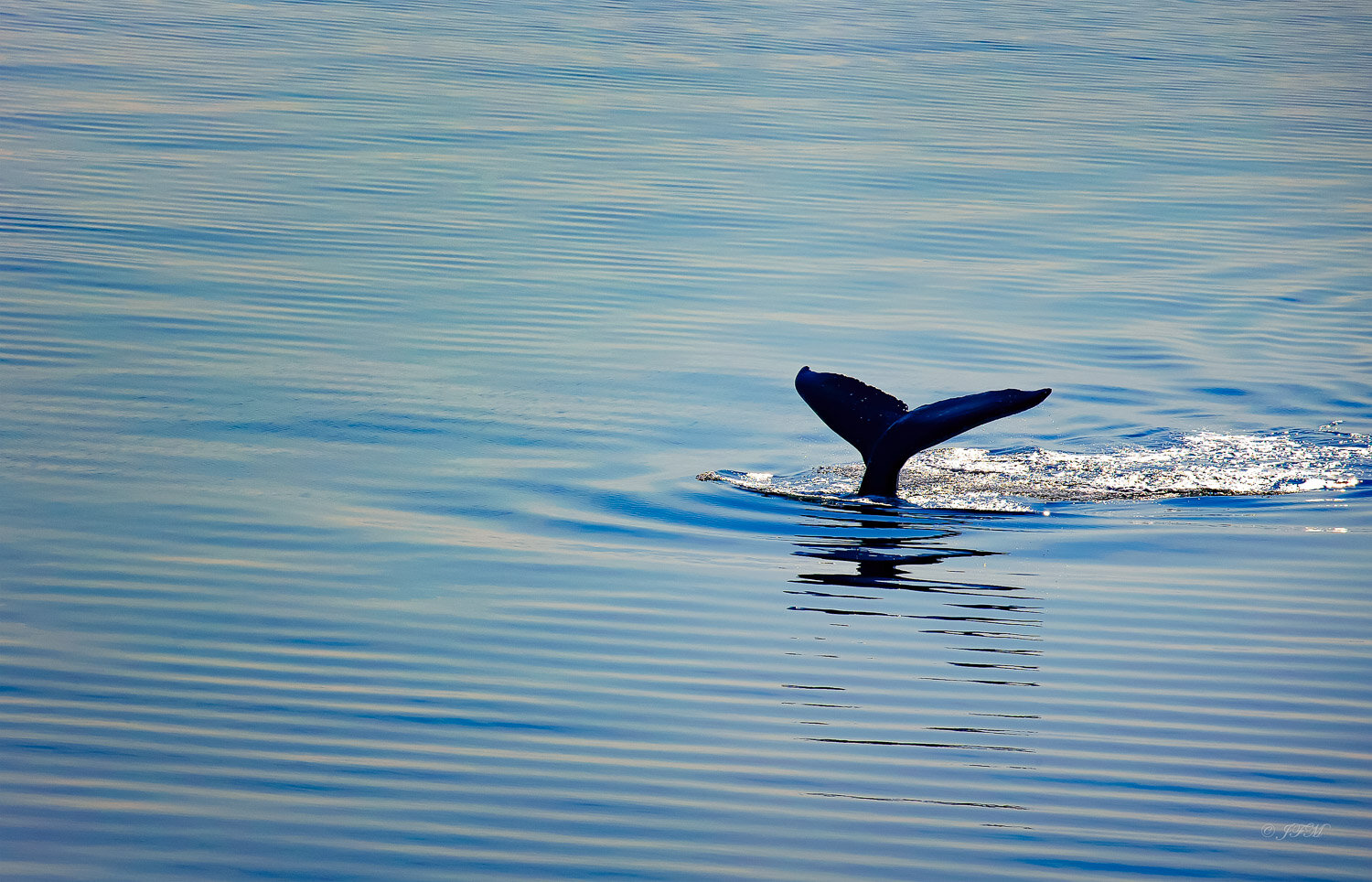 Fluke / humpback whale #2