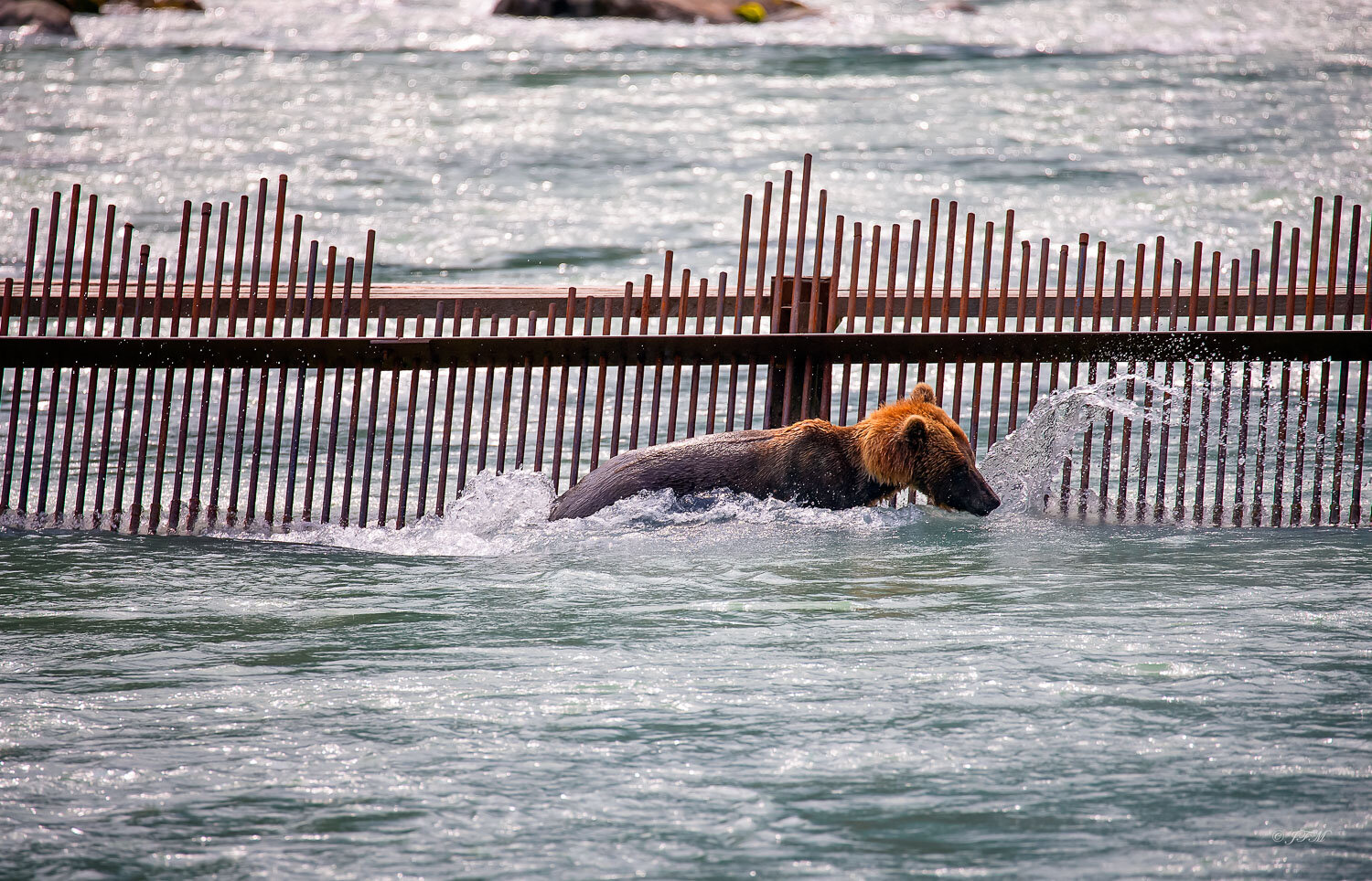 Coastal Brown Bear “Speedy 2” #1