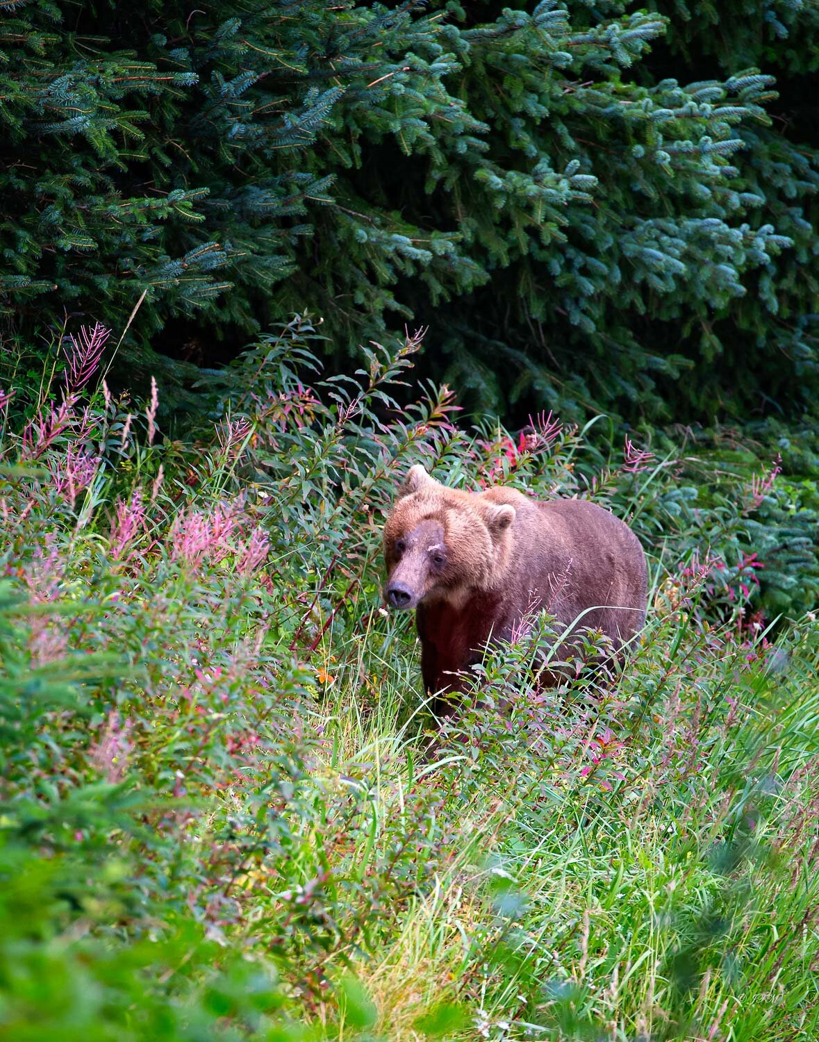 Coastal Brown Bear “Speedy 2” #4