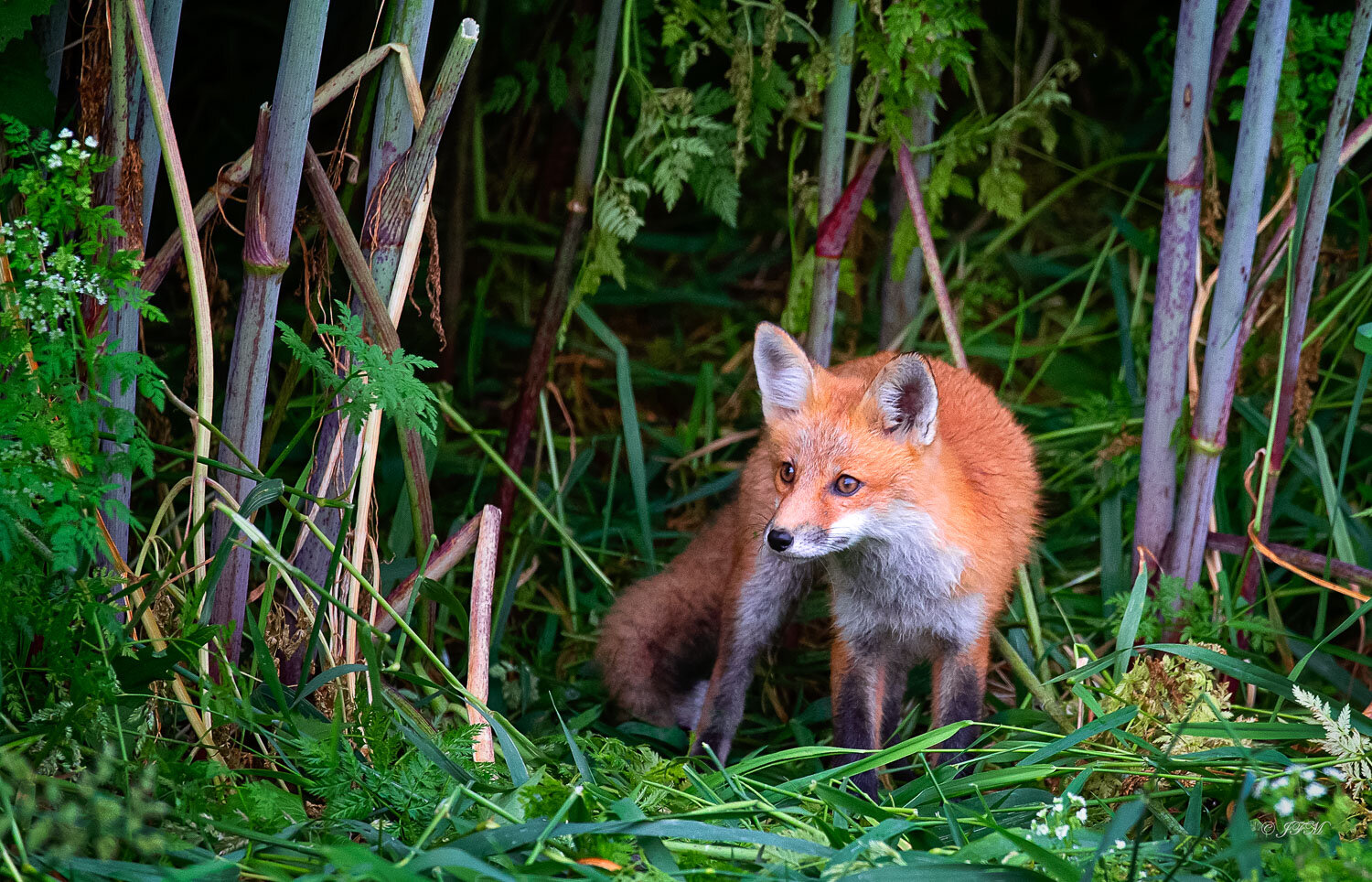 Red Fox out of Brush